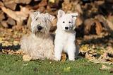 IRISH WHEATEN TERRIER & BERGER BLANC 050